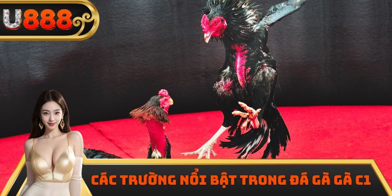 Các trường nổi bật trong đá gà gà C1