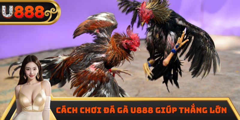 Cách chơi đá gà U888 giúp thắng lớn