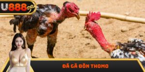 Đá Gà Đòn Thomo 2025 – Sức Hút Từ Đấu Trường Campuchia