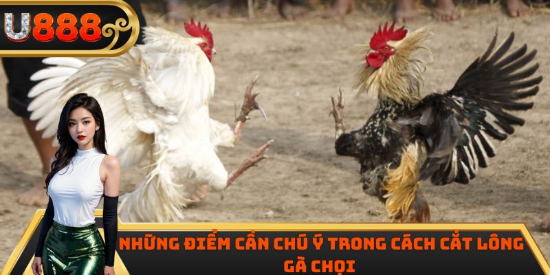 Những điểm cần chú ý trong cách cắt lông gà chọi